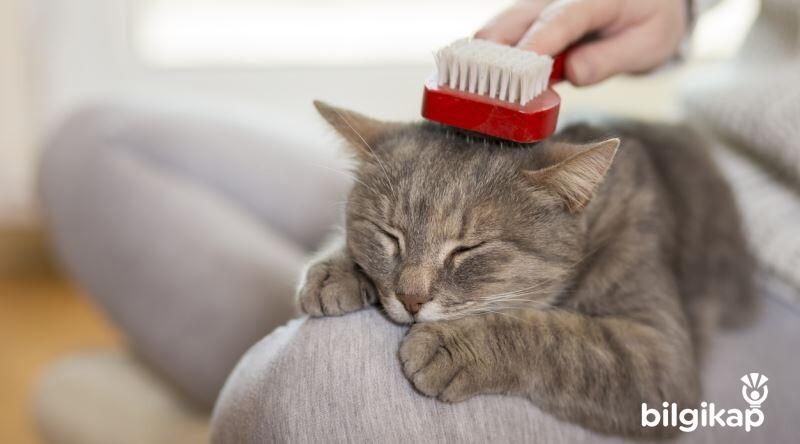 Evde Kedi Beslemek Bakımı, Evde Kedi Beslemek Hakkında Bilgi  Evcil Hayvanlar Kedi Bakımı